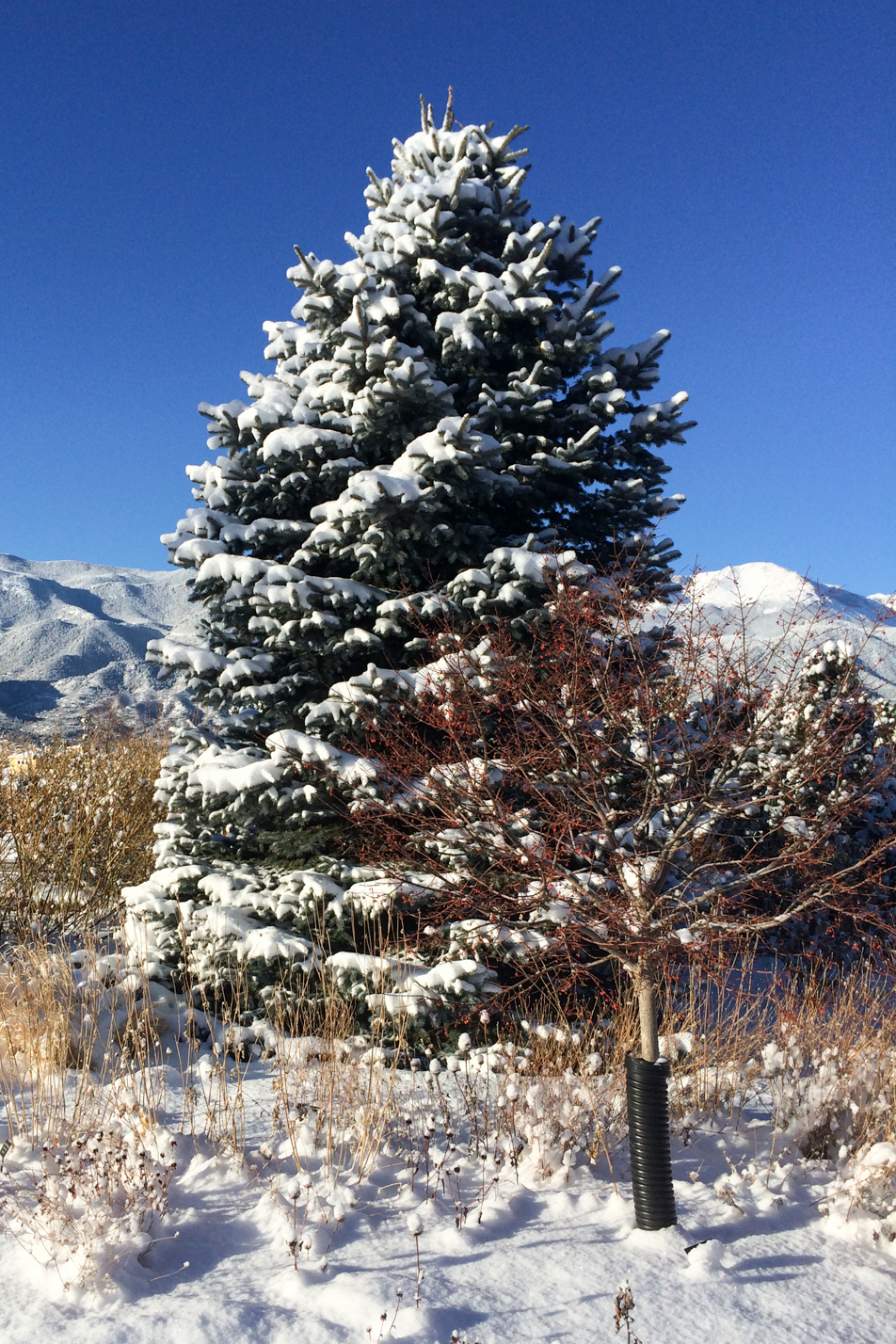 Baby Blue Eyes Spruce